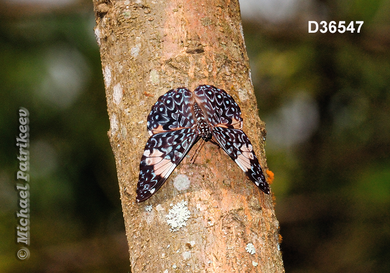 Red Cracker (Hamadryas amphinome)